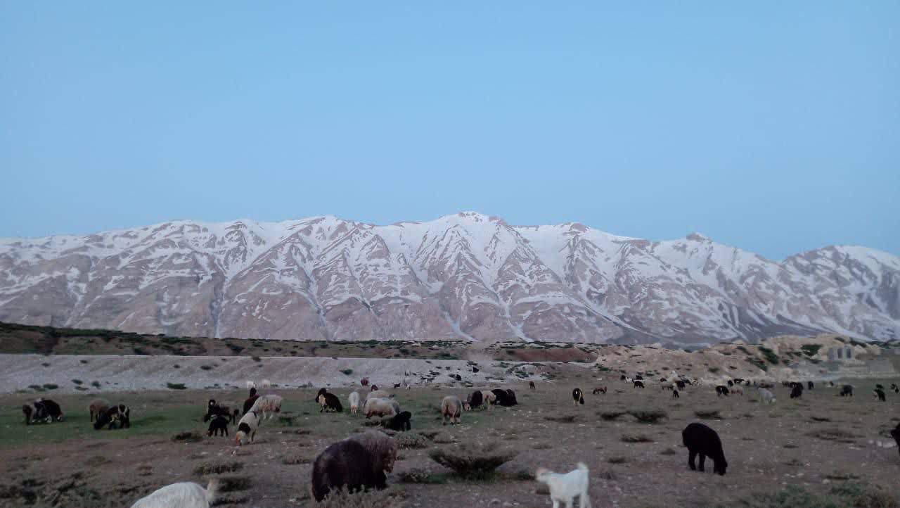 چرای دام عشایر